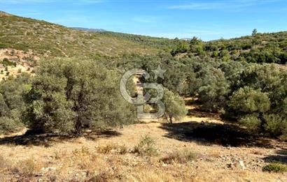 Karaburun Mordoğan Satılık Zeytinli Tarla