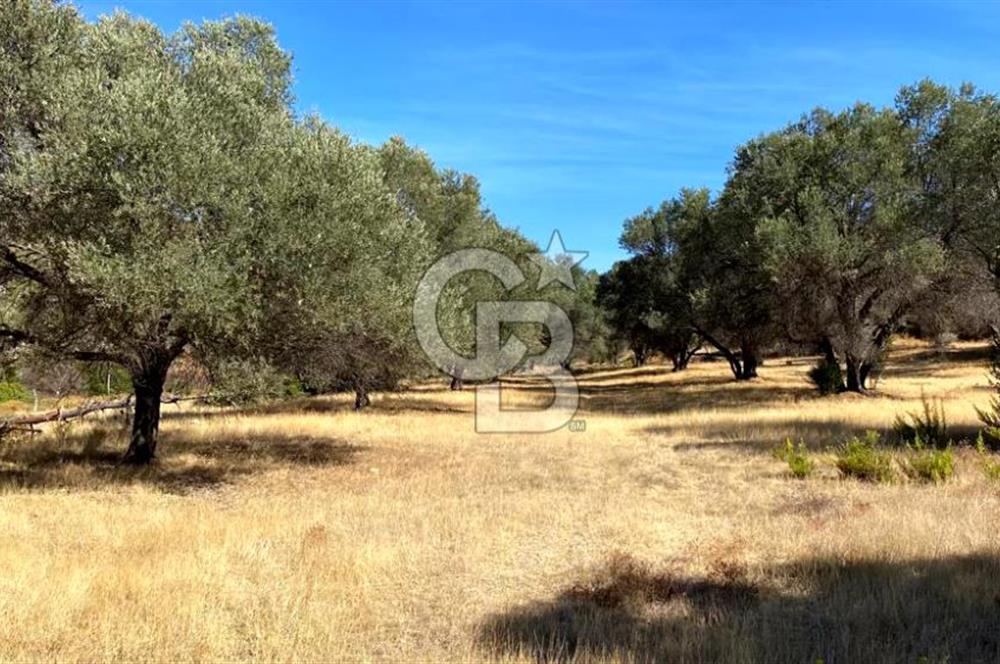 Karaburun Mordoğan Satılık Zeytinli Tarla