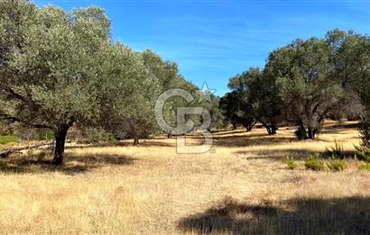 Karaburun Mordoğan Satılık Zeytinli Tarla