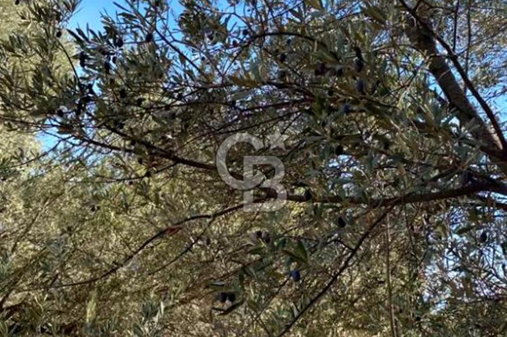 Karaburun Mordoğan Satılık Zeytinli Tarla
