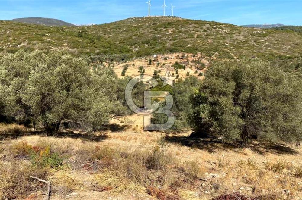 Karaburun Mordoğan Satılık Zeytinli Tarla