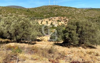 Karaburun Mordoğan Satılık Zeytinli Tarla