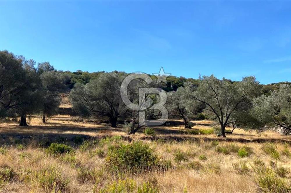 Karaburun Mordoğan Satılık Zeytinli Tarla