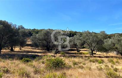 Karaburun Mordoğan Satılık Zeytinli Tarla