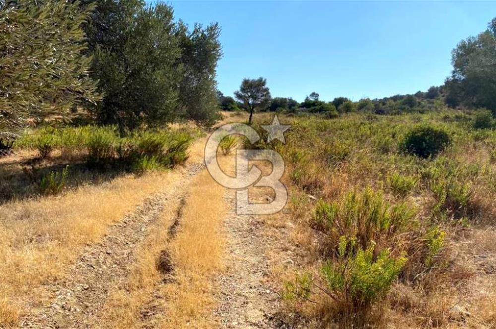 Karaburun Mordoğan Satılık Zeytinli Tarla