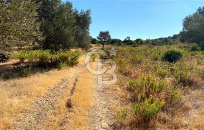 Karaburun Mordoğan Satılık Zeytinli Tarla