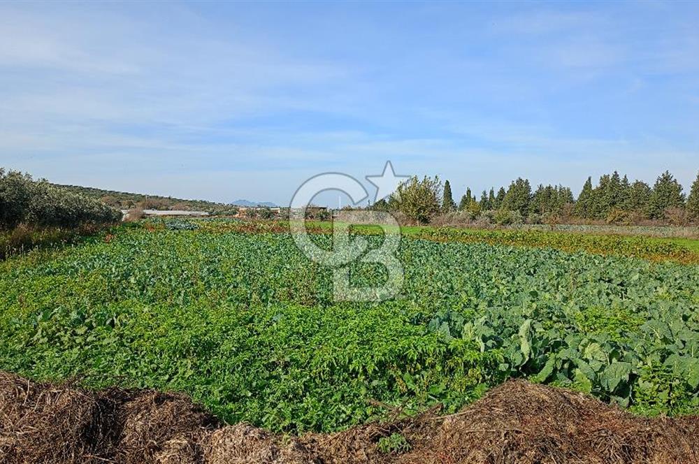 İzmir menderes çileme köyünde satılık tarla
