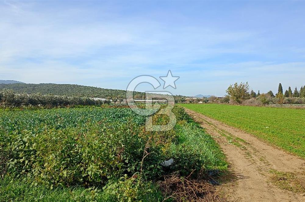 İzmir menderes çileme köyünde satılık tarla