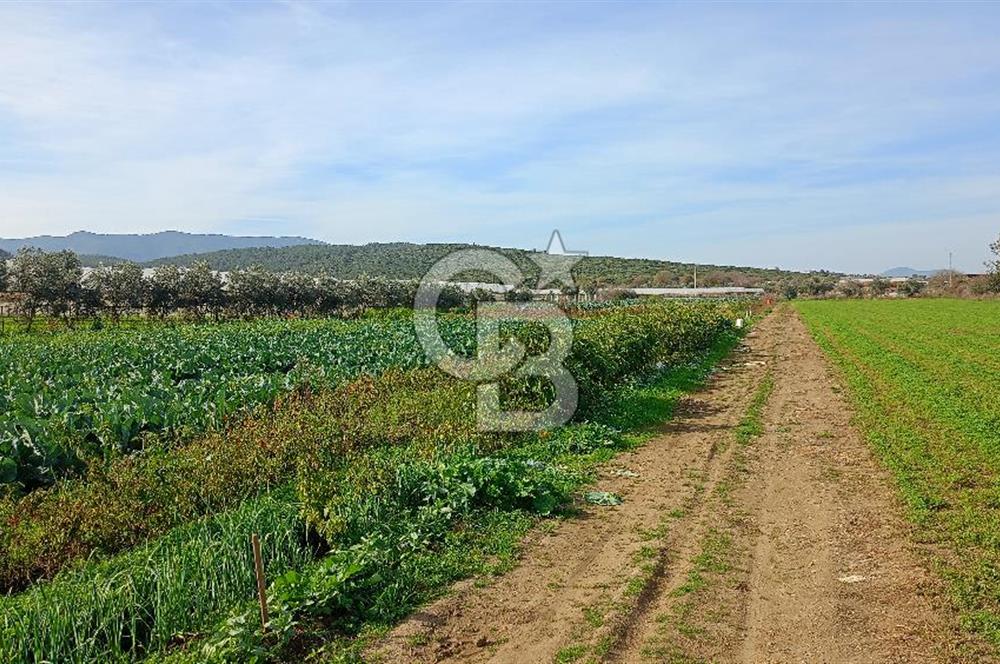 İzmir menderes çileme köyünde satılık tarla