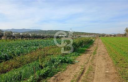 İzmir menderes çileme köyünde satılık tarla