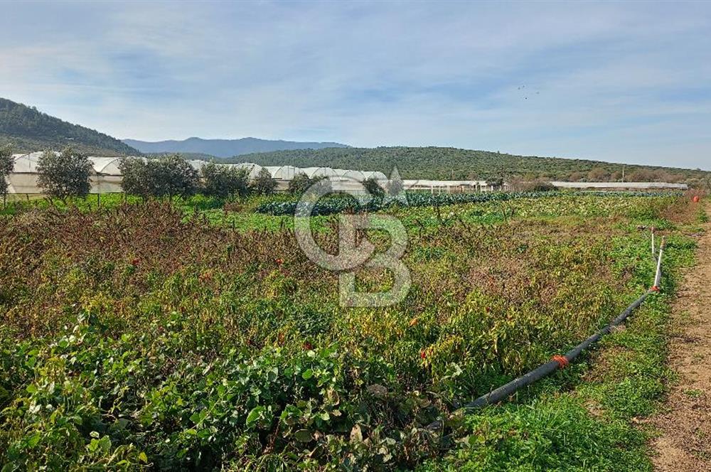 İzmir menderes çileme köyünde satılık tarla