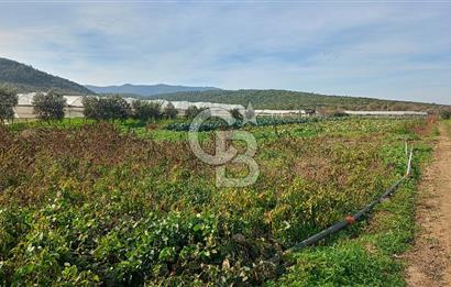 İzmir menderes çileme köyünde satılık tarla