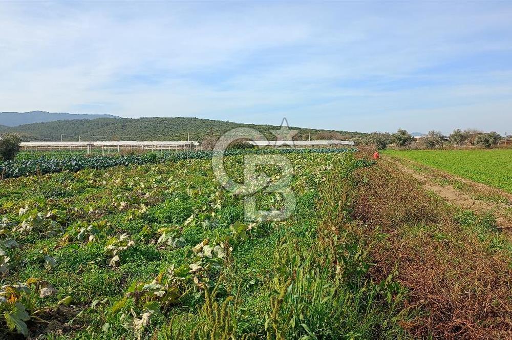 İzmir menderes çileme köyünde satılık tarla