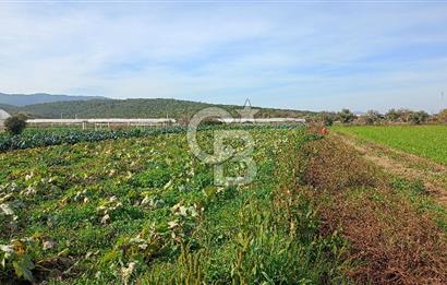 İzmir menderes çileme köyünde satılık tarla
