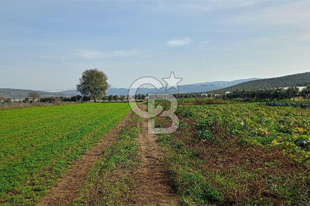 İzmir menderes çileme köyünde satılık tarla
