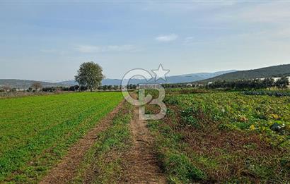 İzmir menderes çileme köyünde satılık tarla