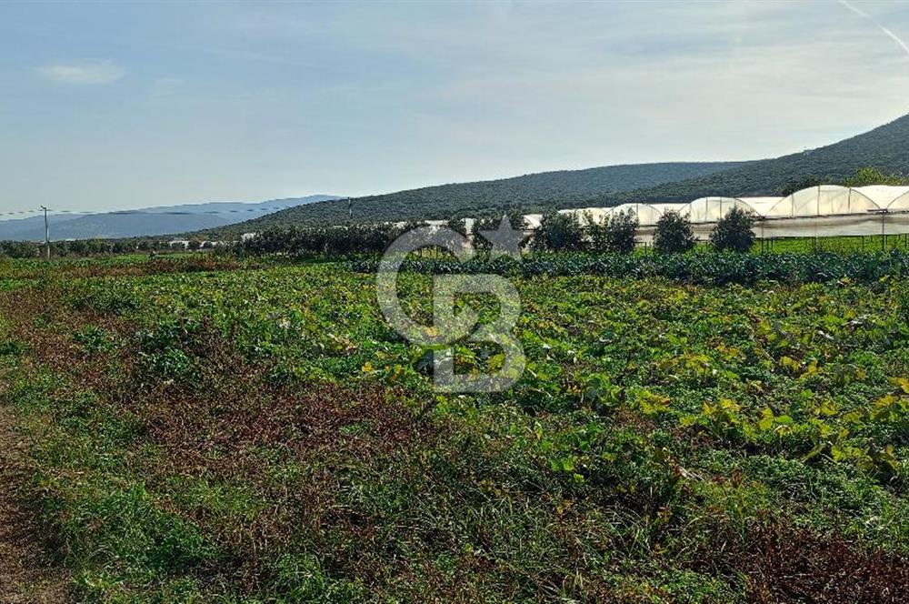 İzmir menderes çileme köyünde satılık tarla