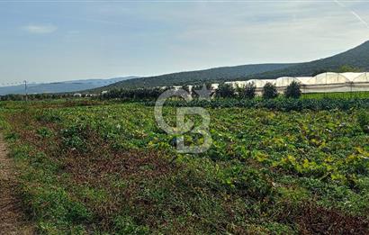 İzmir menderes çileme köyünde satılık tarla
