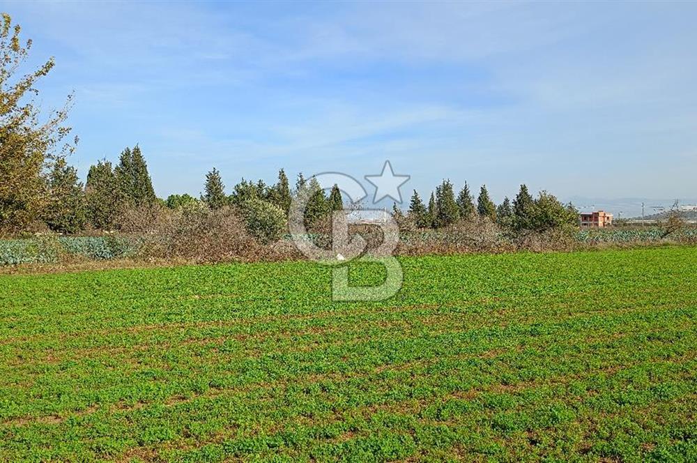 İzmir menderes çileme köyünde satılık tarla