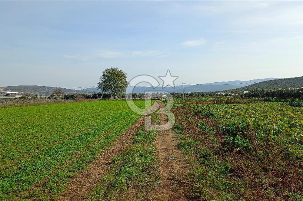 İzmir menderes çileme köyünde satılık tarla