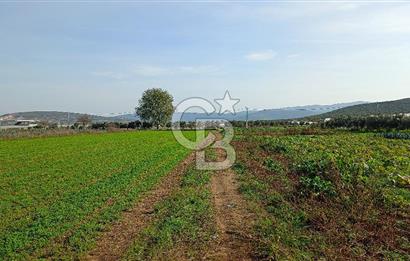 İzmir menderes çileme köyünde satılık tarla