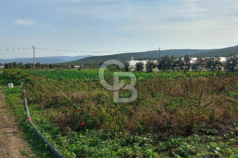 İzmir menderes çileme köyünde satılık tarla