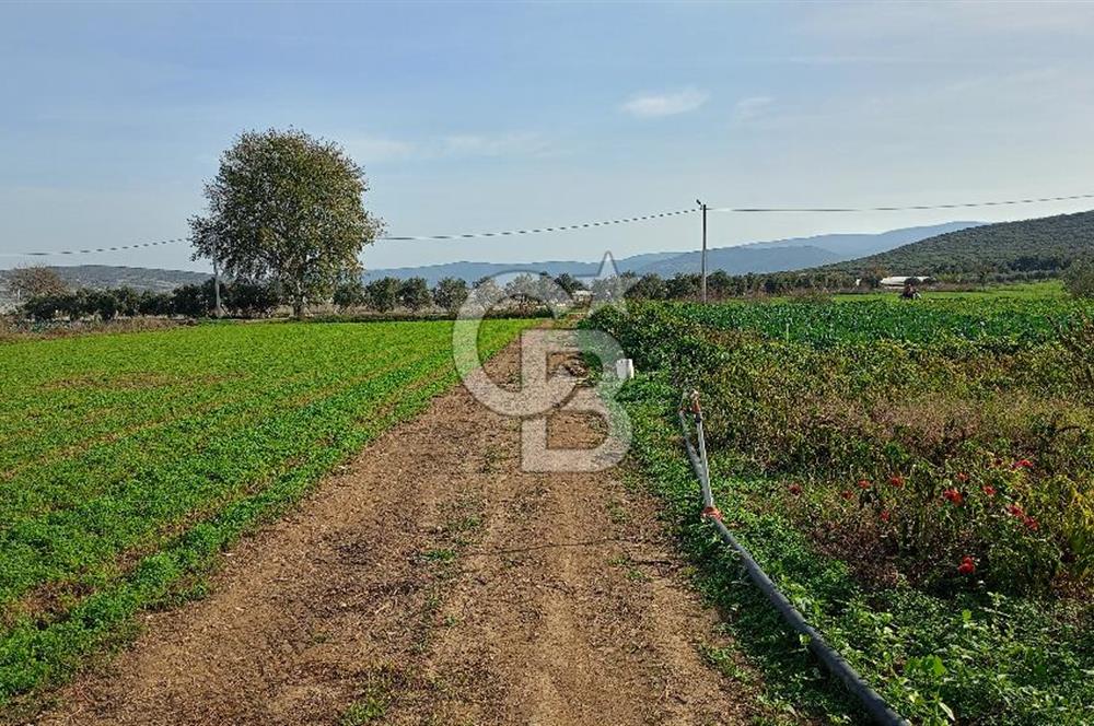 İzmir menderes çileme köyünde satılık tarla
