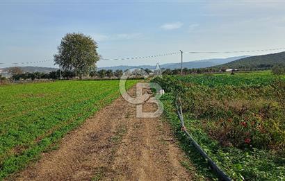 İzmir menderes çileme köyünde satılık tarla