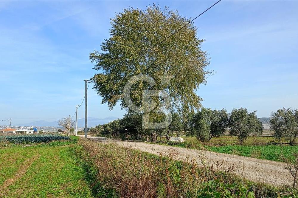 İzmir menderes çileme köyünde satılık tarla
