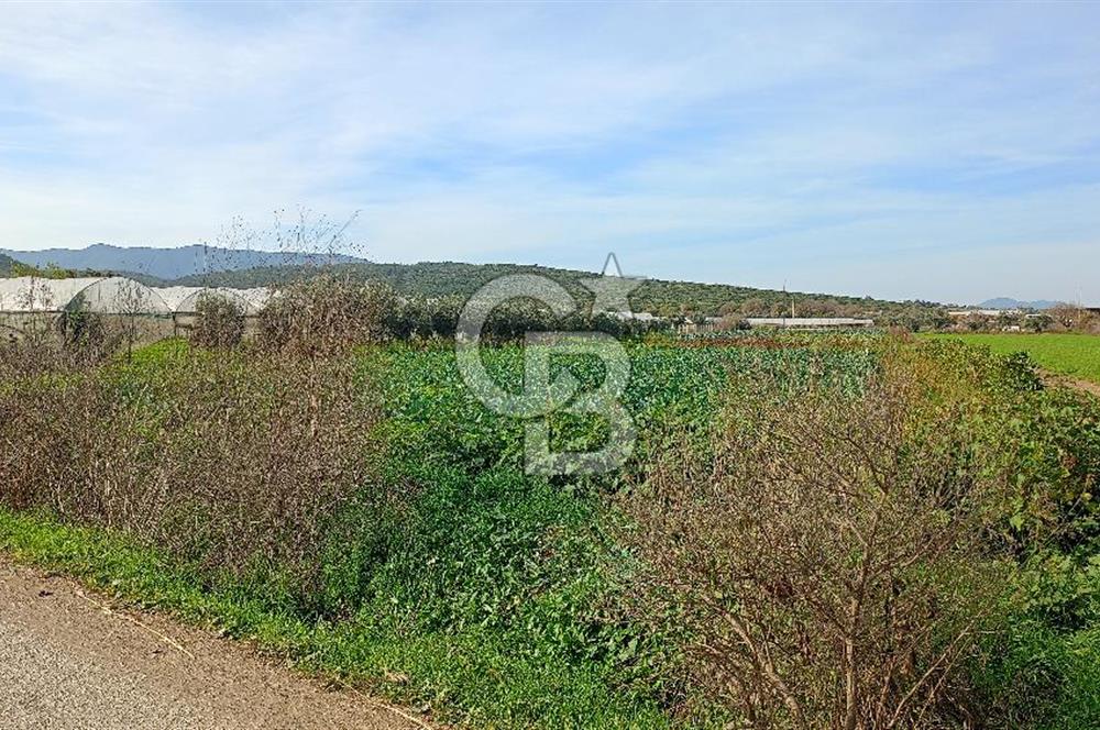 İzmir menderes çileme köyünde satılık tarla