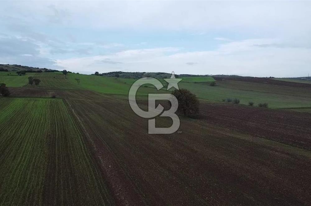 ÇANAKKALE BİGA KARABİGA'DA 16 DÖNÜM SATILIK TARLA