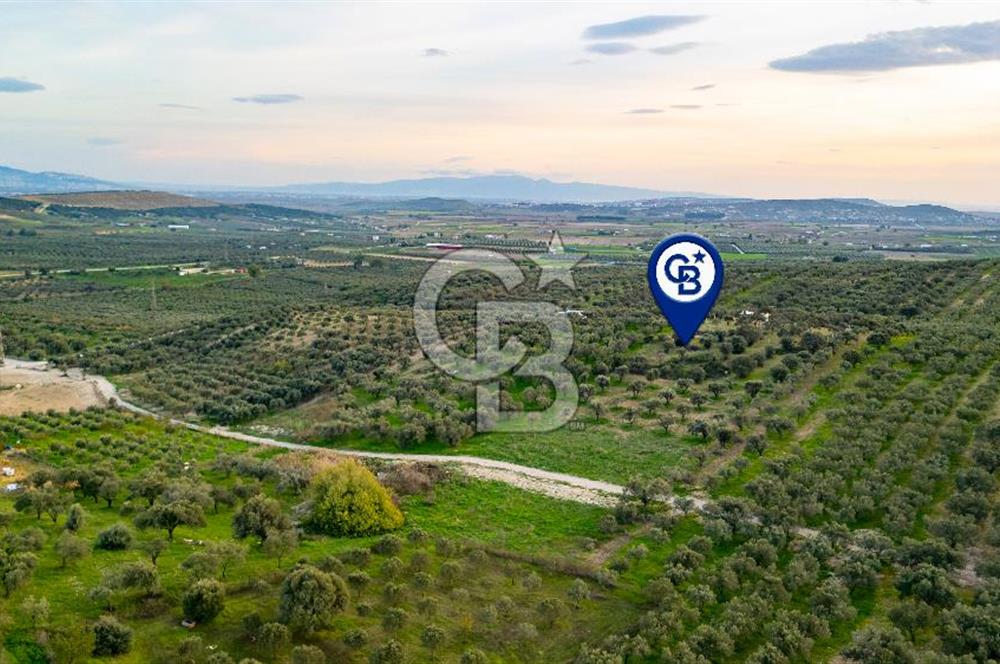 Foça Gerenköy'de Satılık Tarla