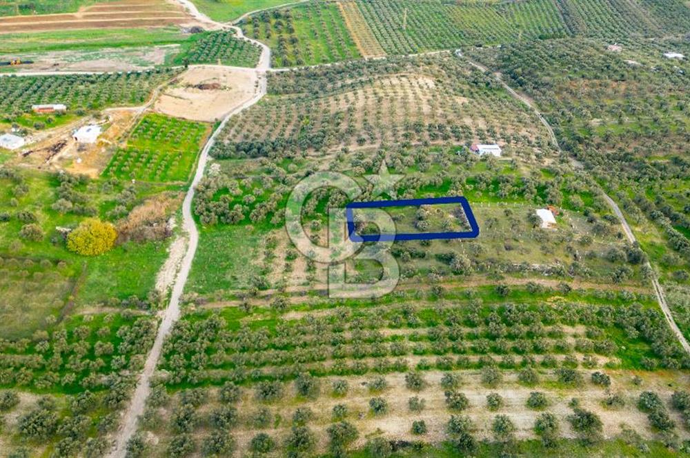 Foça Gerenköy'de Satılık Tarla