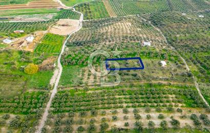 Foça Gerenköy'de Satılık Tarla