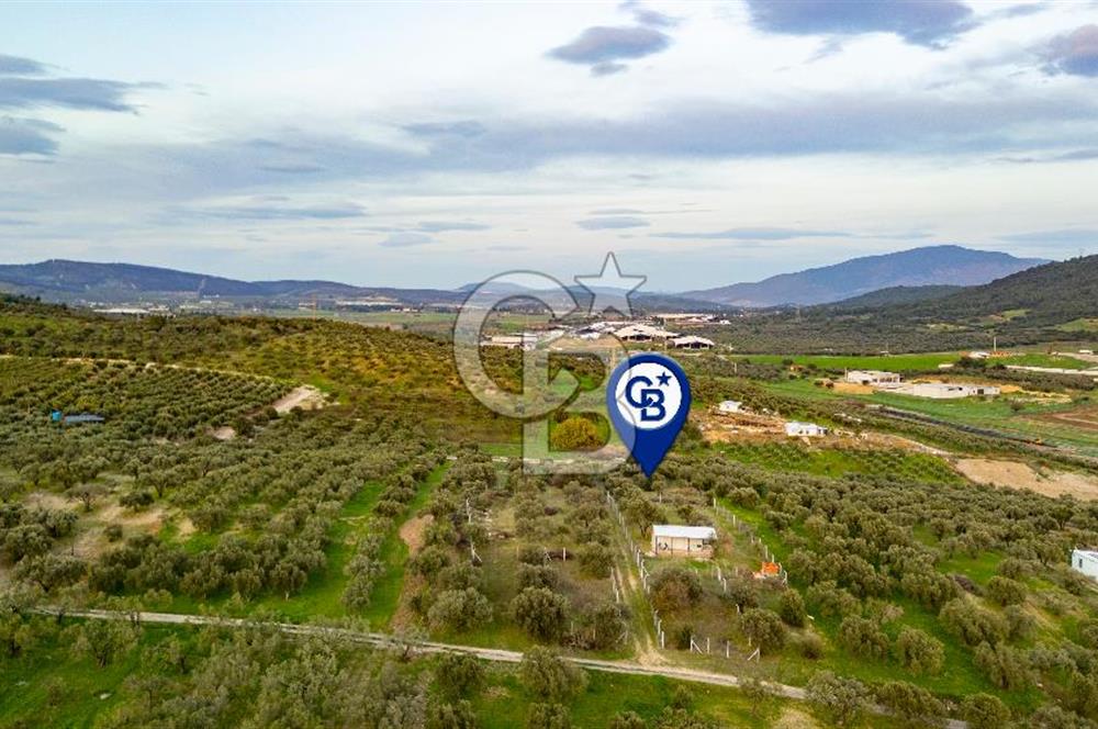 Foça Gerenköy'de Satılık Tarla