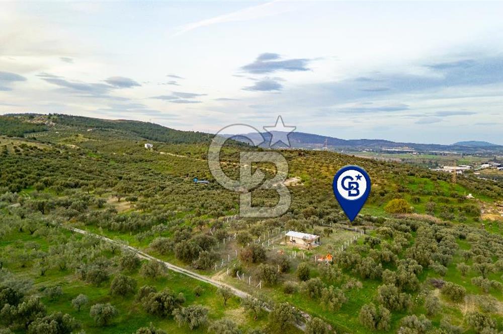 Foça Gerenköy'de Satılık Tarla