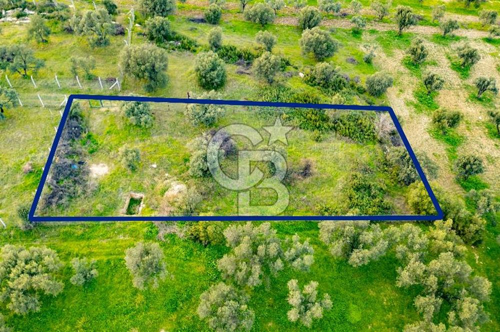 Foça Gerenköy'de Satılık Tarla