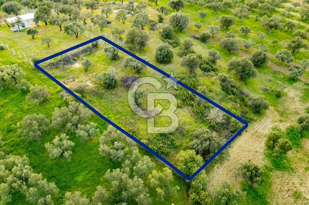 Foça Gerenköy'de Satılık Tarla