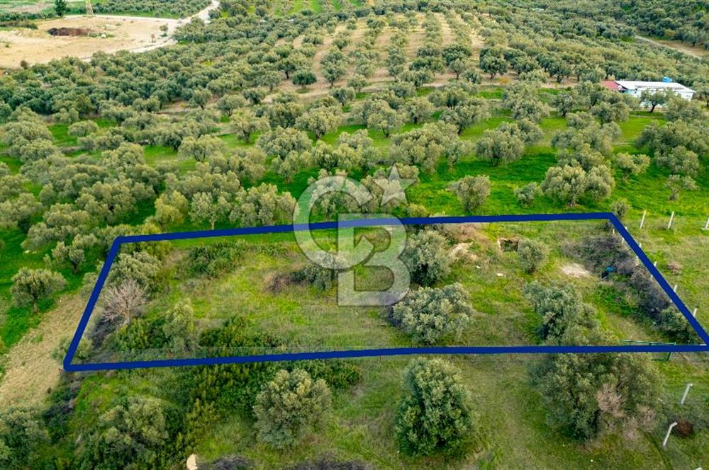 Foça Gerenköy'de Satılık Tarla