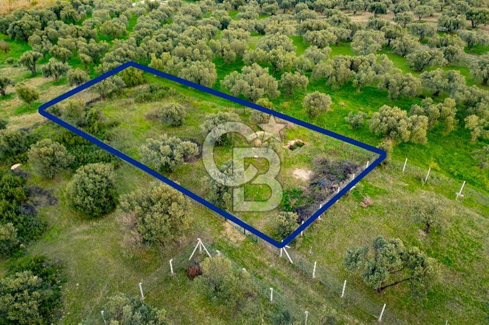 Foça Gerenköy'de Satılık Tarla