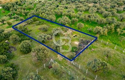 Foça Gerenköy'de Satılık Tarla