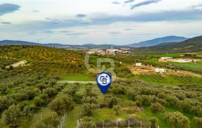 Foça Gerenköy'de Satılık Tarla