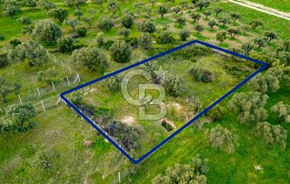 Foça Gerenköy'de Satılık Tarla