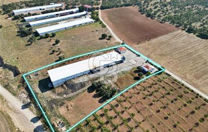 CB OPİA'DAN " ÇALIŞIR DURUMDA FULL OTOMASYON TAVUK ÇİFTLİĞİ "