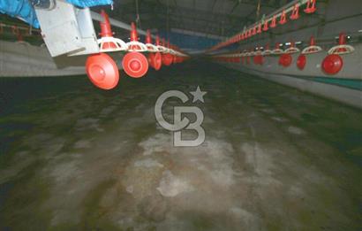 CB OPİA'DAN " ÇALIŞIR DURUMDA FULL OTOMASYON TAVUK ÇİFTLİĞİ "