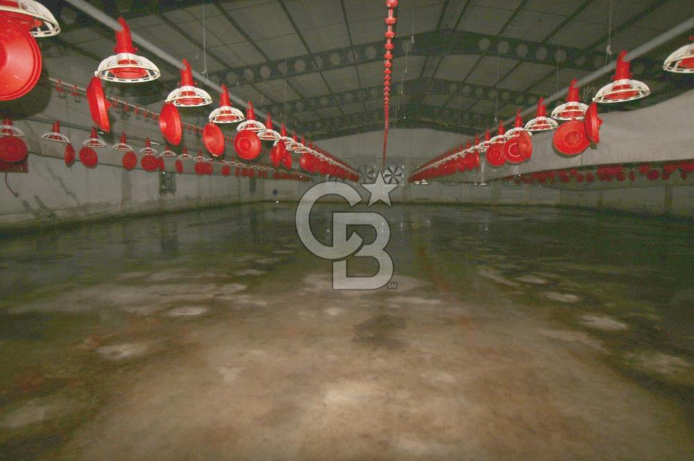 CB OPİA'DAN " ÇALIŞIR DURUMDA FULL OTOMASYON TAVUK ÇİFTLİĞİ "