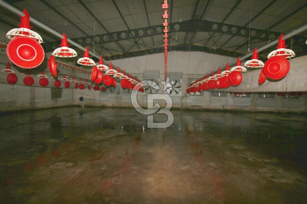 CB OPİA'DAN " ÇALIŞIR DURUMDA FULL OTOMASYON TAVUK ÇİFTLİĞİ "