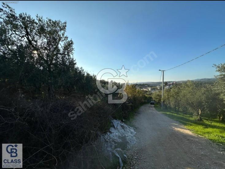 CB CLASS ALAŞAR 2 PARSEL TOPLAM 5.884,13 M2 SATILIK TARLA