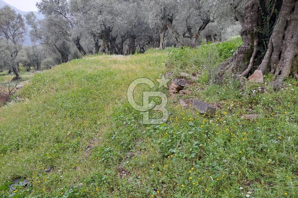 Bayındır / Kızıloba Satılık Köy İçi İmarlı Uygun Zeytinlik