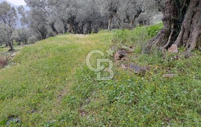 Bayındır / Kızıloba Satılık Köy İçi İmarlı Uygun Zeytinlik